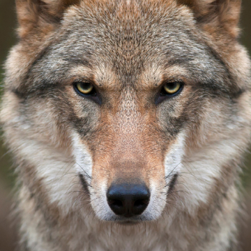 loup